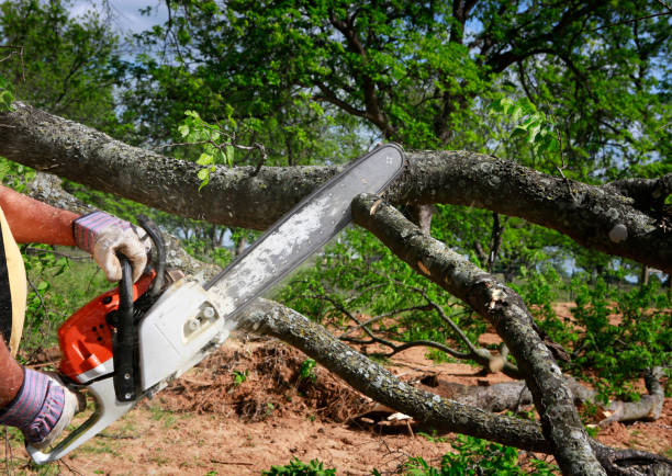 Professional Tree Care in Saybrook On The Lake, OH